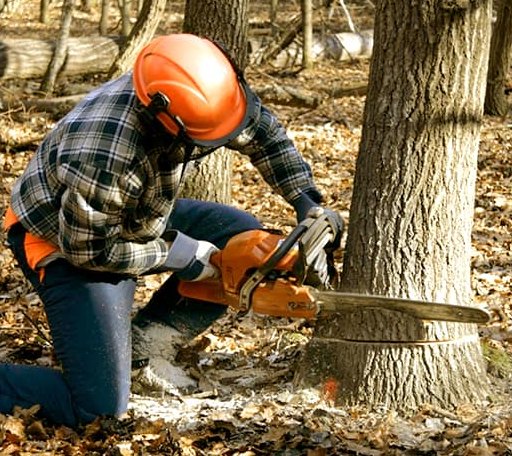 Tree Removal in Tea, SD
